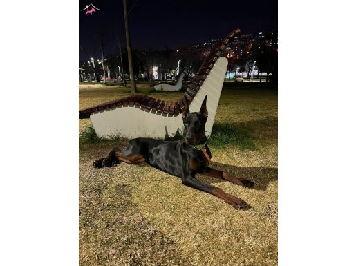 Kif scr li 10 aylık eğitimli doberman