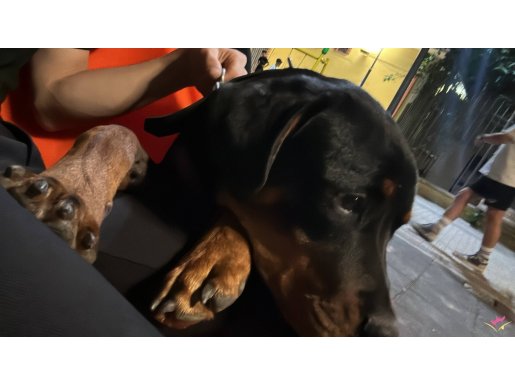 10 aylık aslan gibi rottweiler