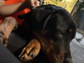 10 aylık aslan gibi rottweiler