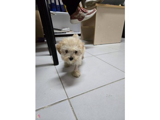 Maltipoo küçük boy dişi yavru