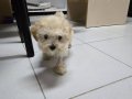 Maltipoo küçük boy dişi yavru