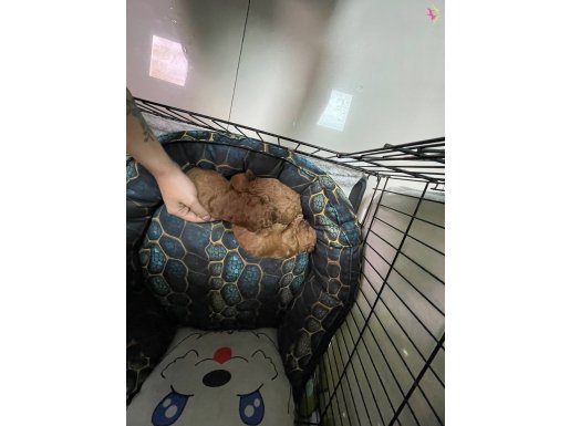TCUP TOY POODLE ERKEK YAVRULAR