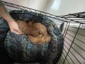 TCUP TOY POODLE ERKEK YAVRULAR