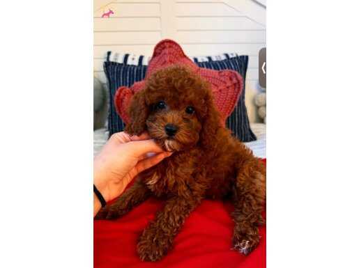 Toy poodl Dişi 