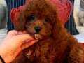 Toy poodl Dişi 