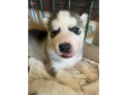 UYGUN PUAN YAVRU SİBİRYA KURDU HUSKY YAVRULAR