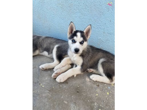 sibirya kurdu husky safkan yavrular