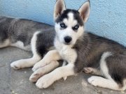 sibirya kurdu husky safkan yavrular
