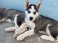 sibirya kurdu husky safkan yavrular