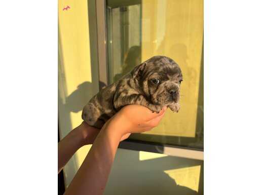 Lilactan merle Fransız bulldog yavrularımız