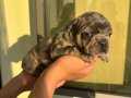 Lilactan merle Fransız bulldog yavrularımız