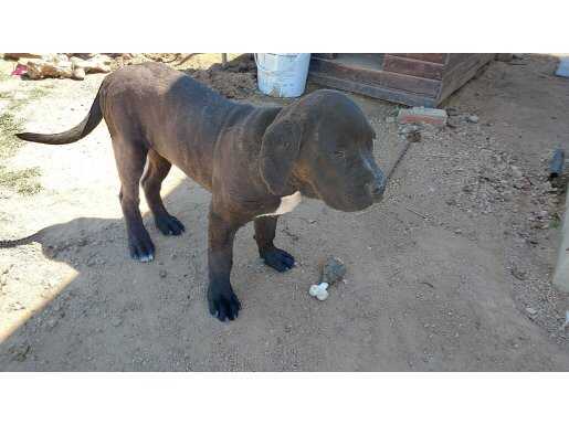 6 aylik erkek siyah cane corso