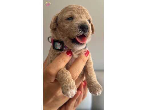 İzmir poodle yavruları 