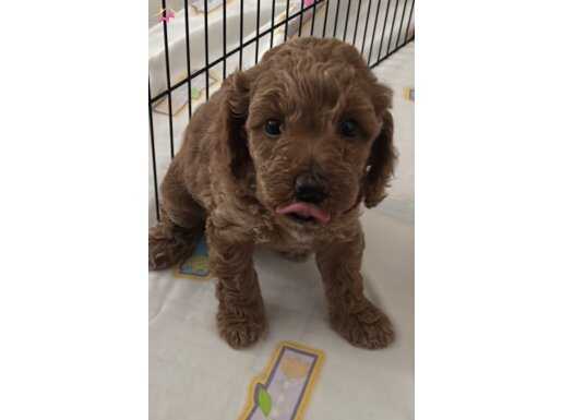 İzmir toy poodle red brown 45 günlük 