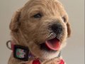 İzmir poodle yavruları 