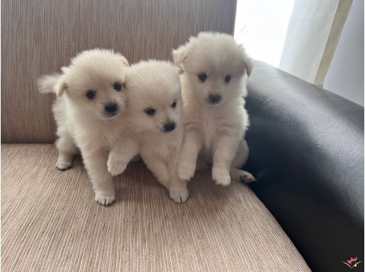 Pomerian Spitz 0 numara