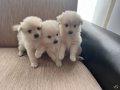 Pomerian Spitz 0 numara