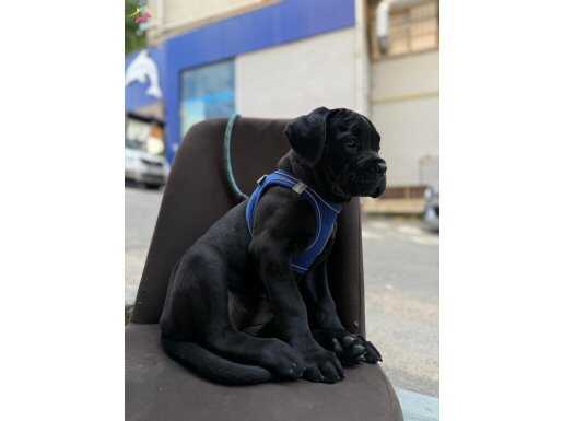 2 AYLIK CANE CORSA YAVRULARI ORGINAL 