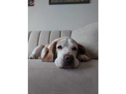 3 yaşında dişi, kısır eğitimli beagle