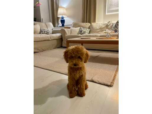 Akıllı Erkek Toypoodle
