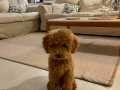 Akıllı Erkek Toypoodle