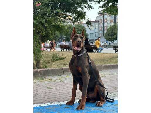 16 Aylık Erkek Europe DOBERMANN ( SCR’Lİ )