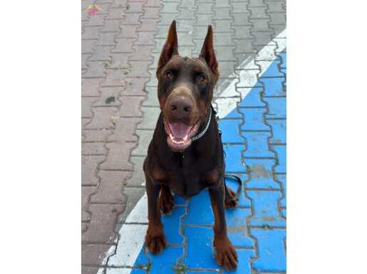 Europe KIZIL ERKEK DOBERMAN