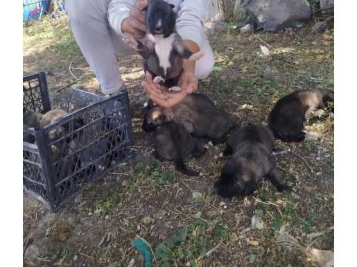ORJİNAL HAS KANGAL yavruları hepsi a kalite