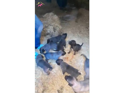 Orjinal has kangal yavrulari 