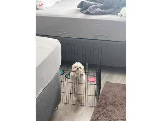 3 aylık kore maltese dişi köpek