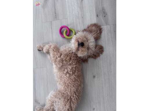 8 aylık toy poodle