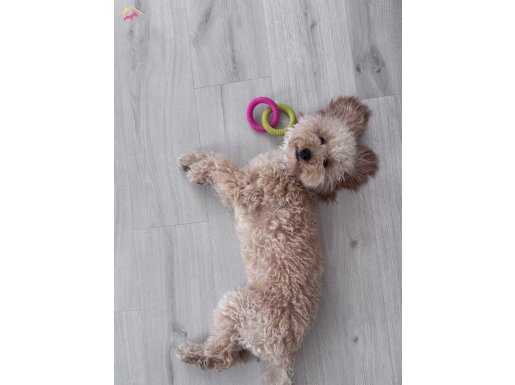 8 aylık toy poodle