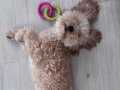 8 aylık toy poodle