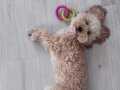 8 aylık toy poodle