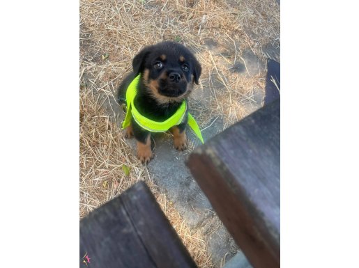 Yavru erkek rottweiler
