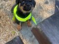 Yavru erkek rottweiler