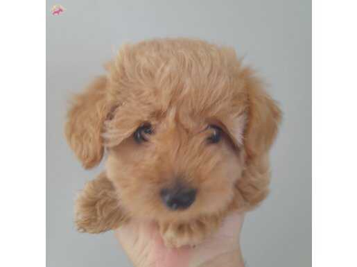 TOY POODLE YAVRUSU