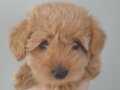 TOY POODLE YAVRUSU