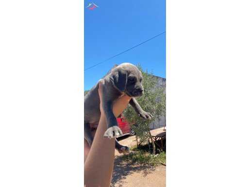 Cane Corso dişi ve erkek yavrular Antalya 