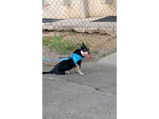 Pincır köpek 