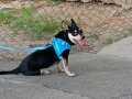 Pincır köpek 