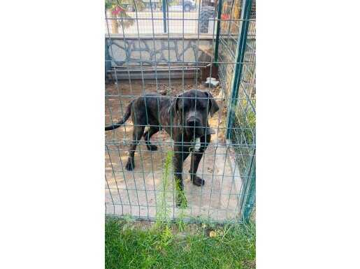 CorsoTürk'den Garantili Safkan Yavrular