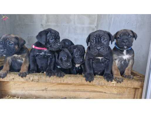 CorsoTürk ten Dişi Dev Cane Corso Yavrular
