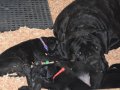 Şampiyon Kan Hattı Secereli Siyah Cane Corso Yavruları