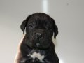 Şampiyon Kan Hattı Secereli Siyah Cane Corso Yavruları
