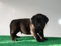 Şampiyon Kan Hattı Secereli Siyah Cane Corso Yavruları