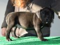 Şampiyon Kan Hattı Secereli Siyah Cane Corso Yavruları