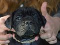 Şampiyon Kan Hattı Secereli Siyah Cane Corso Yavruları