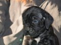 Şampiyon Kan Hattı Secereli Siyah Cane Corso Yavruları
