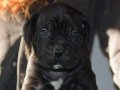 Şampiyon Kan Hattı Secereli Siyah Cane Corso Yavruları
